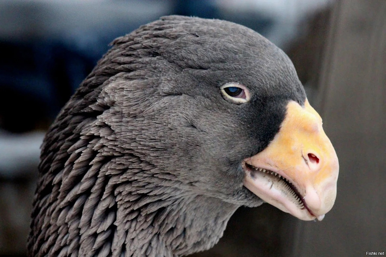 Тульский гусь