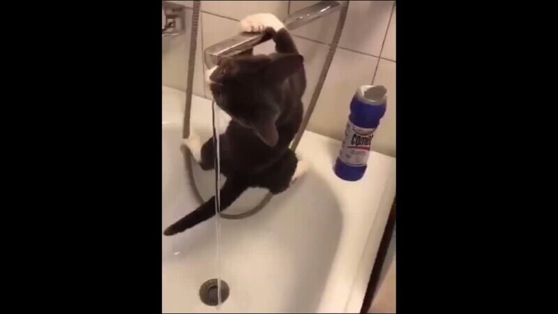 Просто котик хочет пить