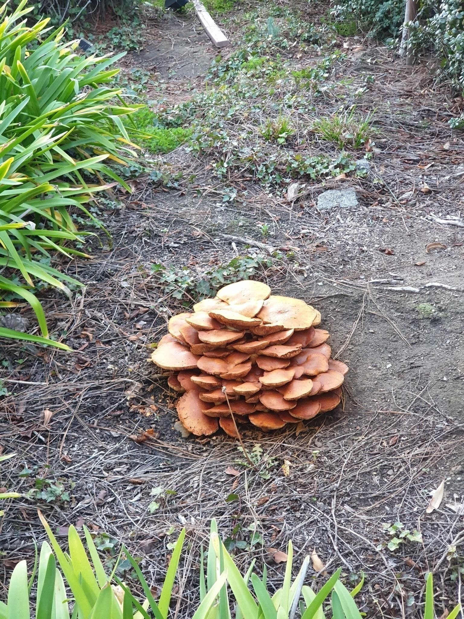 После декабрьских дождей прямо перед домом