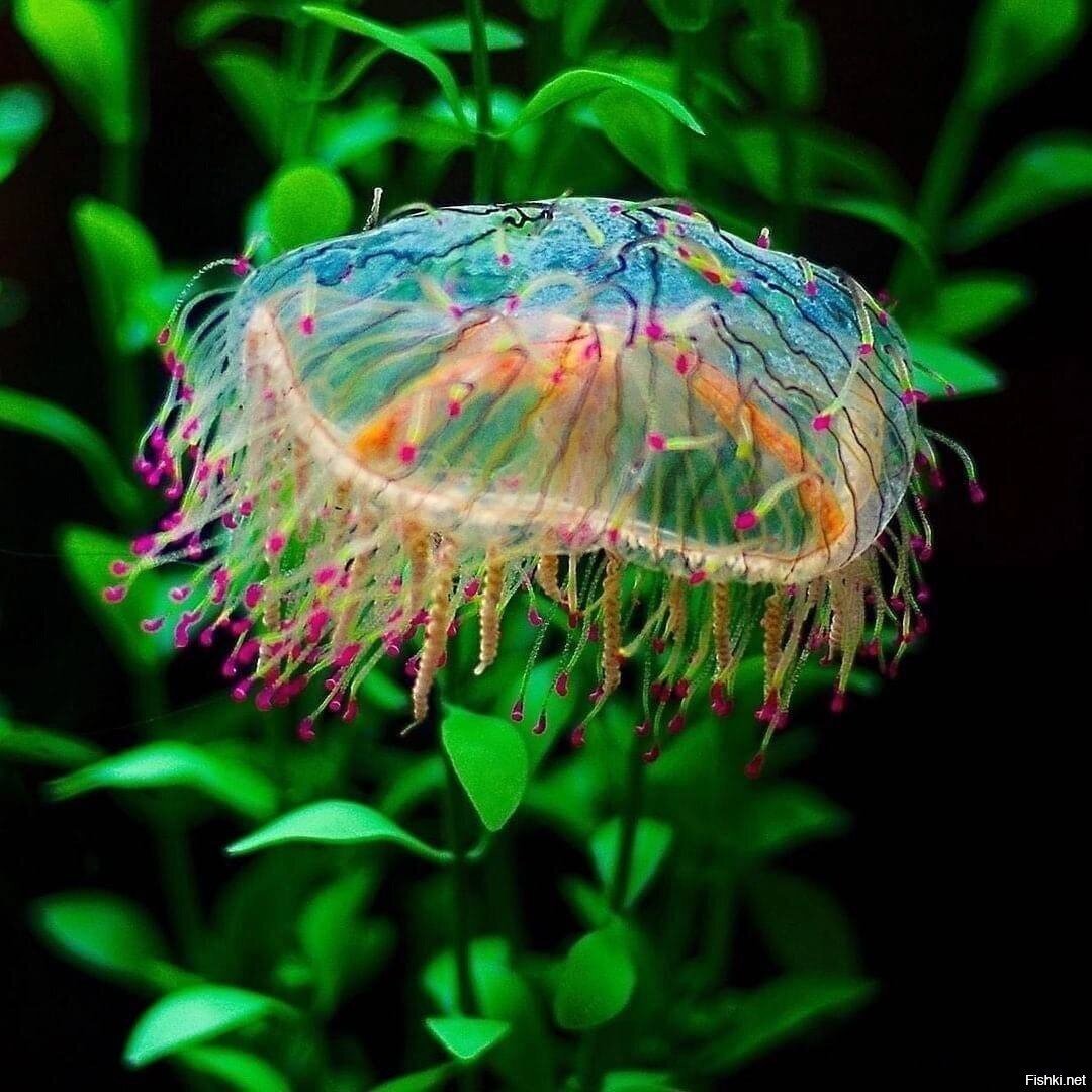 Olindias formosa — красивые, но опасные медузы, обитающие в Тихом океане