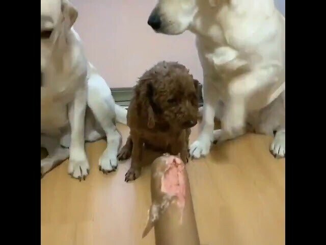 Коллективное предательство