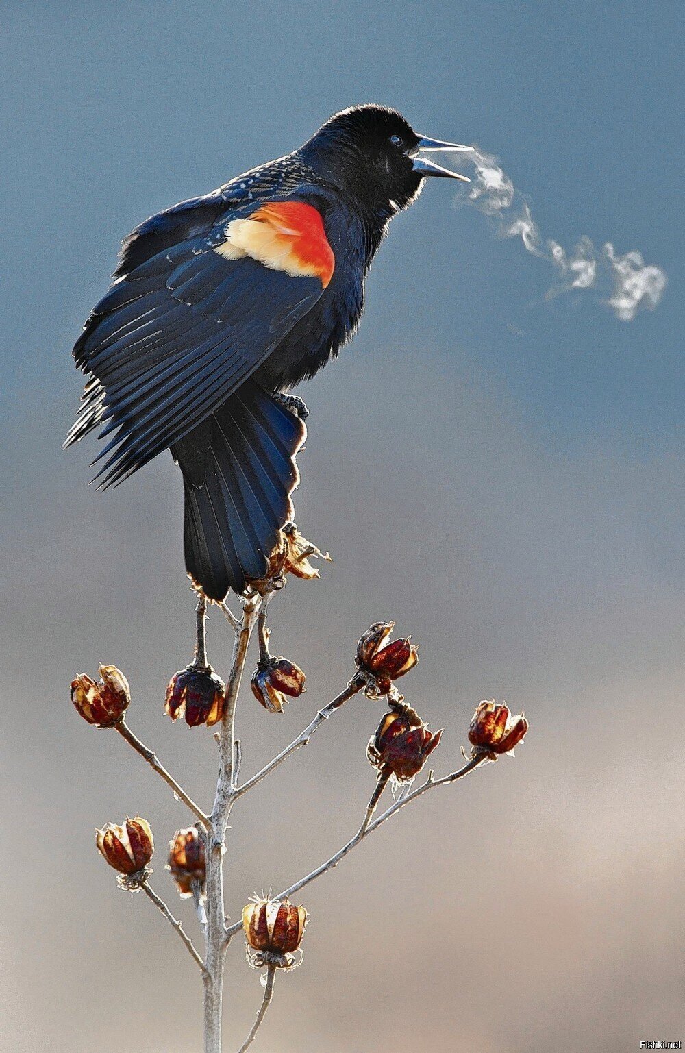 Что-то стало холодать 