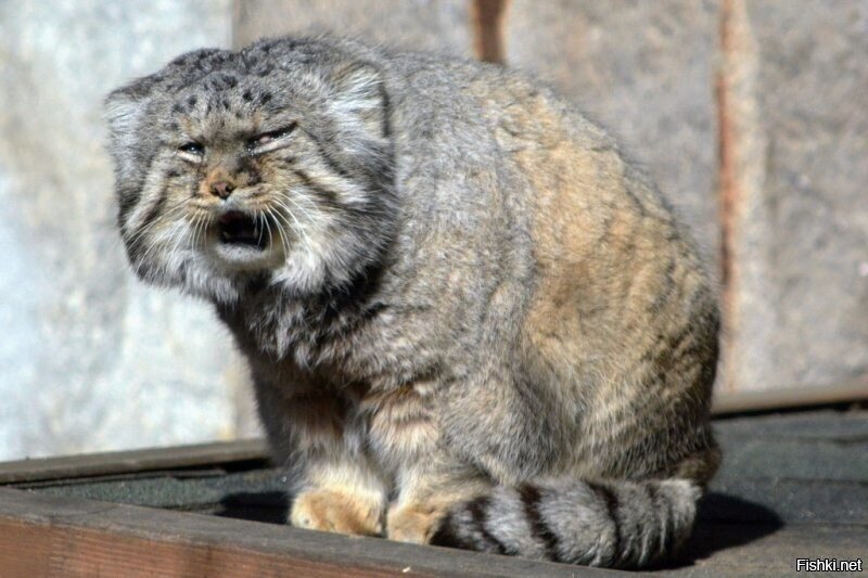 Утро манула