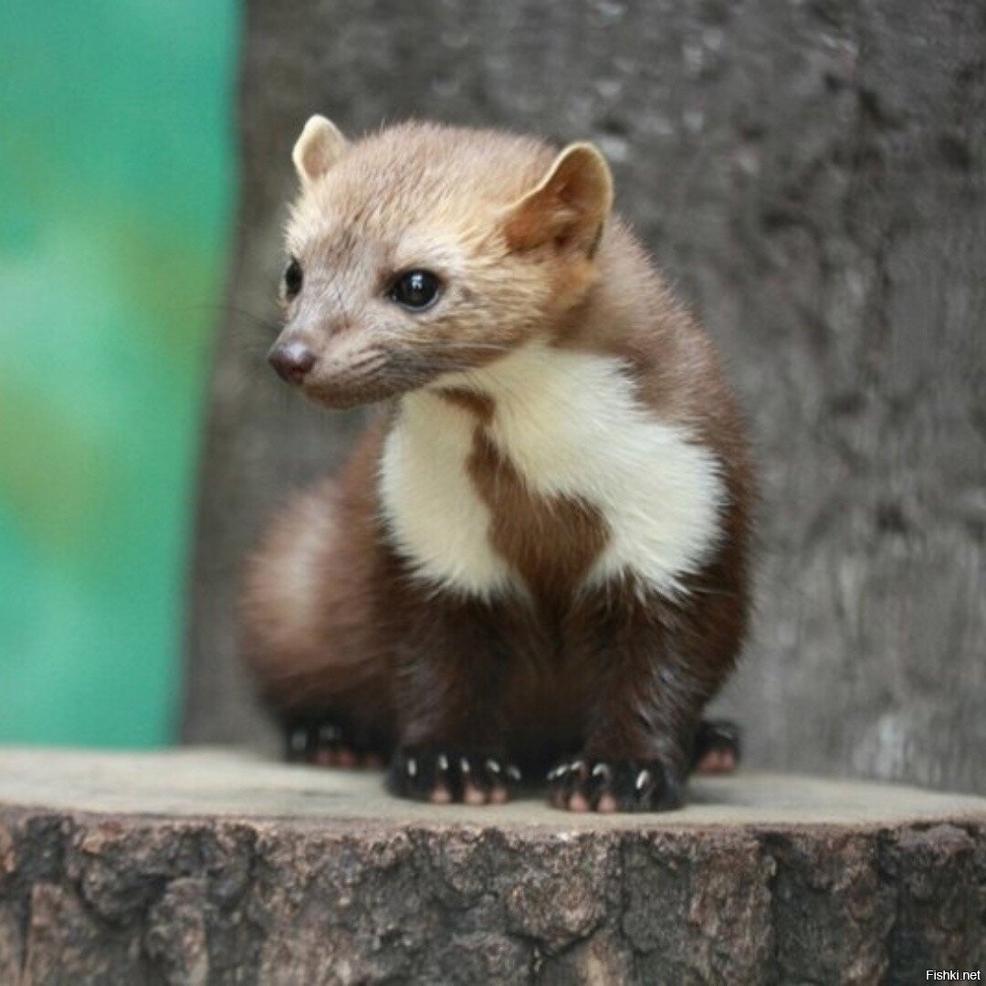 Каменная куница