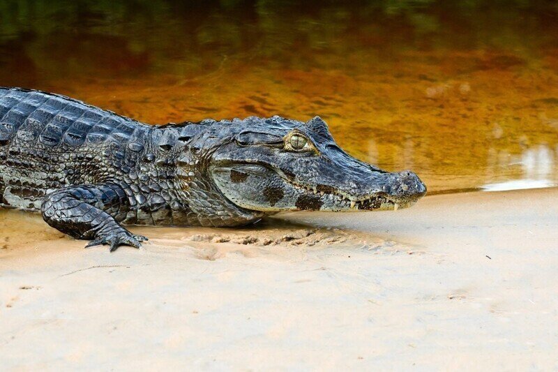 «Зеленых» на них нет: суровые малазийские и зимбабвийские мужчины вручную усмиряют крокодилов