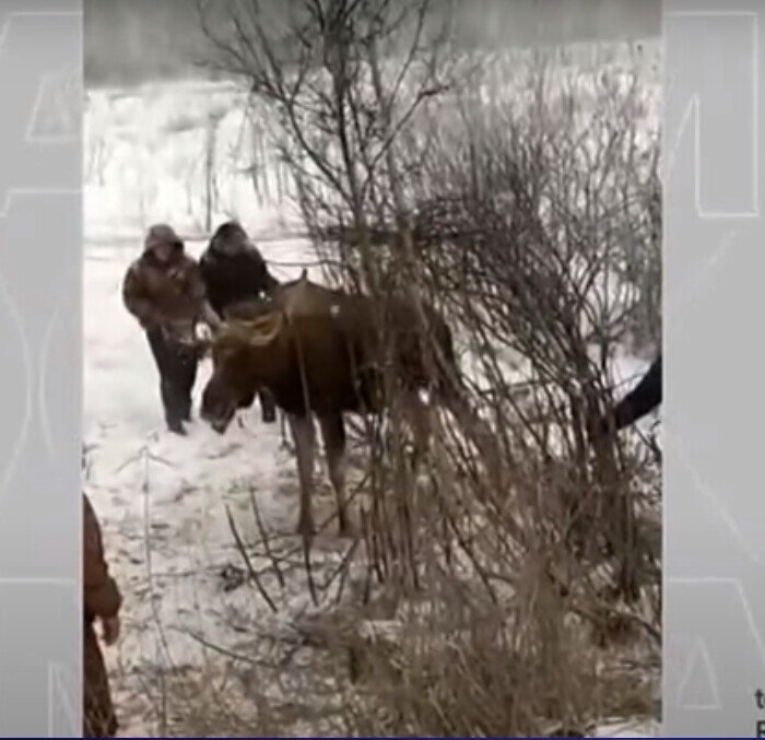 Операция "сохатый-2". Это вот наоборот - антидурашкин: в лесу спасли лося