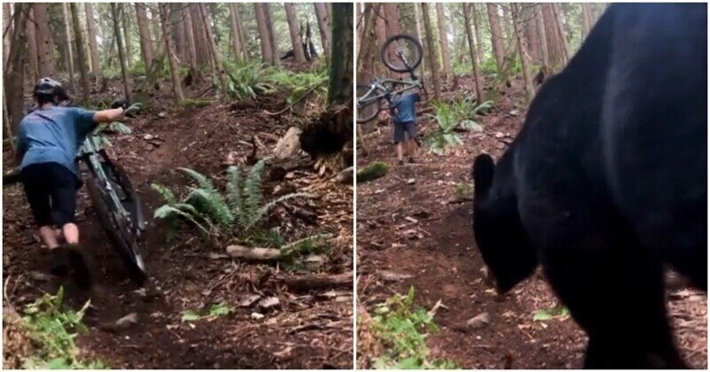 Неожиданная встреча с медведем в лесу