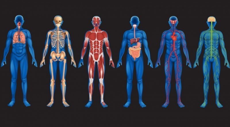 10 фактов о человеческом теле, которые кажутся фантастикой