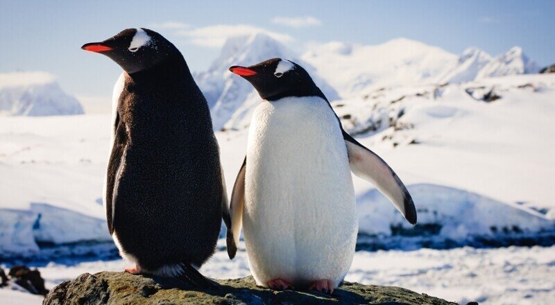 Международный день осведомлённости о пингвинах