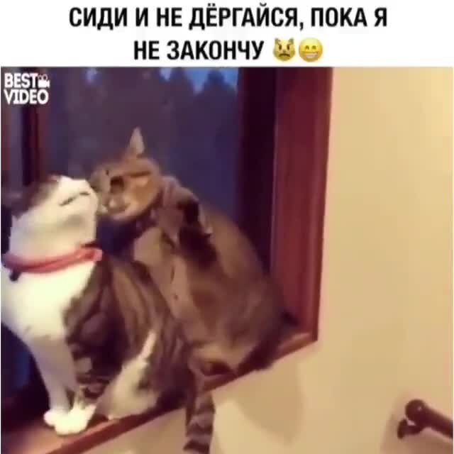 Смешные и&nbsp;добрые видео