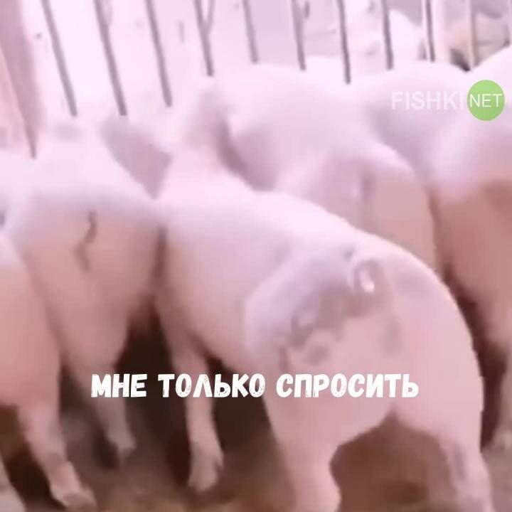 Ты — не ты, когда голоден