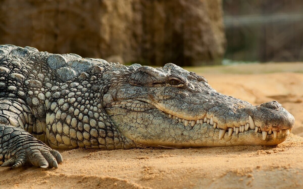 Пустынный крокодил: Огромная рептилия научилась жить среди песков, а египтяне славили его как бога ещё 2000 лет назад