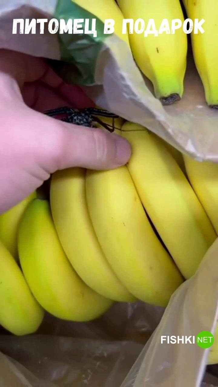 Сюрприз в связке бананов 