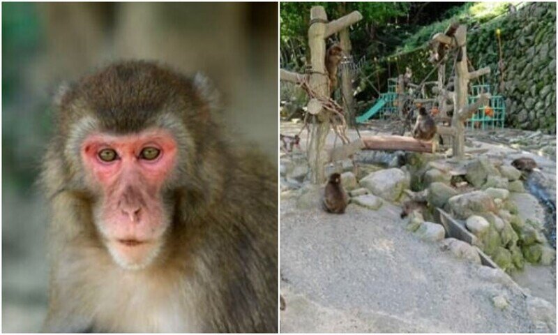 В японском зоопарке макака впервые стала "альфа-самкой"