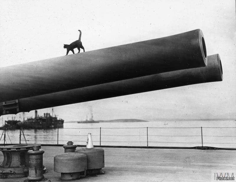 Корабельный кот английского военного корабля Queen Elizabeth, Галлиполи, 1915...