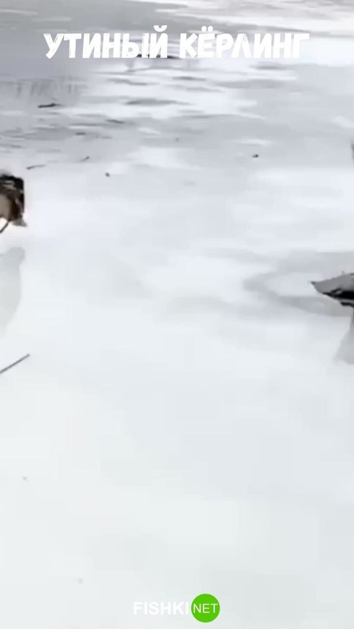 Утки  хорошо проводят время на льду