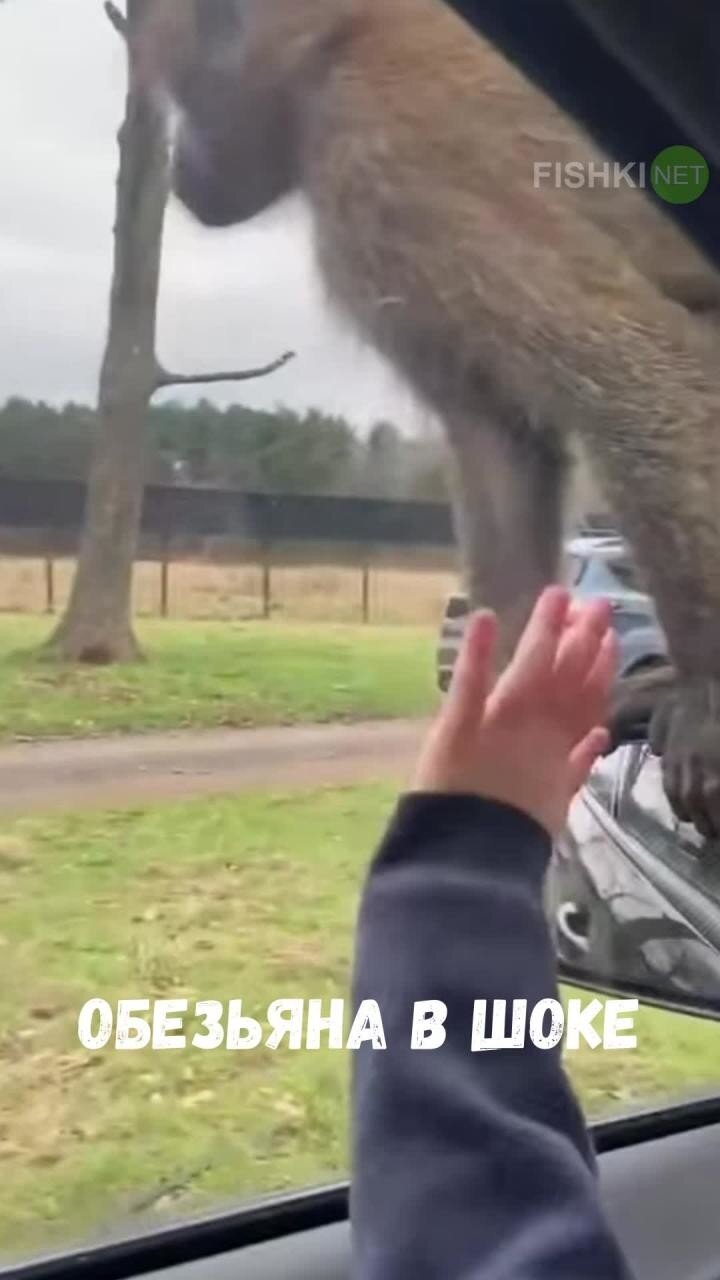 Как шокировать обезьяну