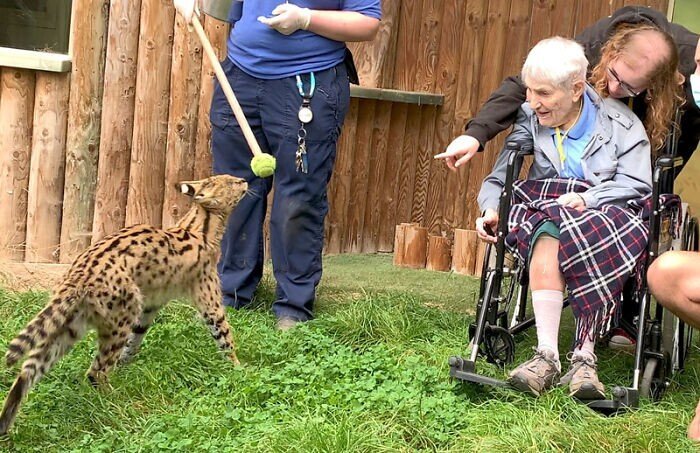 100-летняя женщина всю жизнь мечтала встретить сервала, и ее мечта сбылась