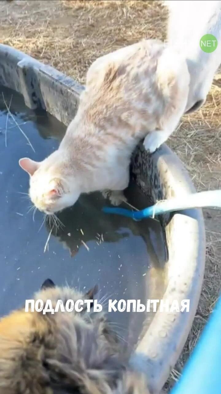 Лошадь подшутила над пьющим воду котом
