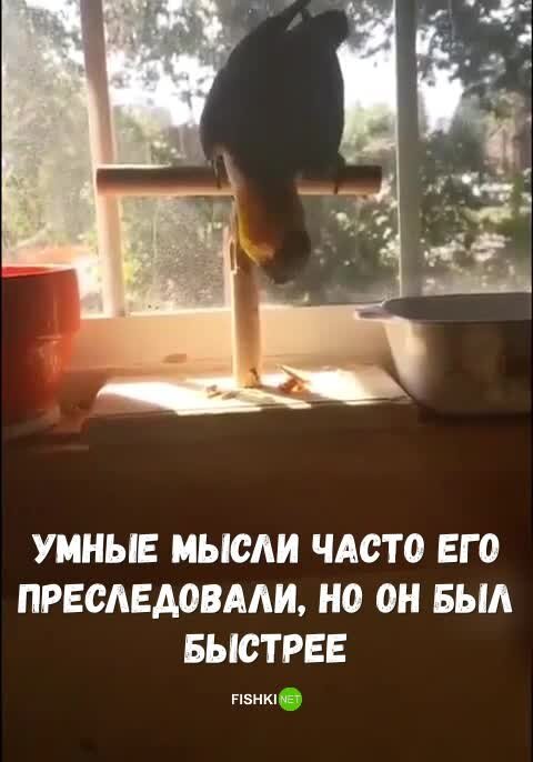 Не руби сук на котором сидишь