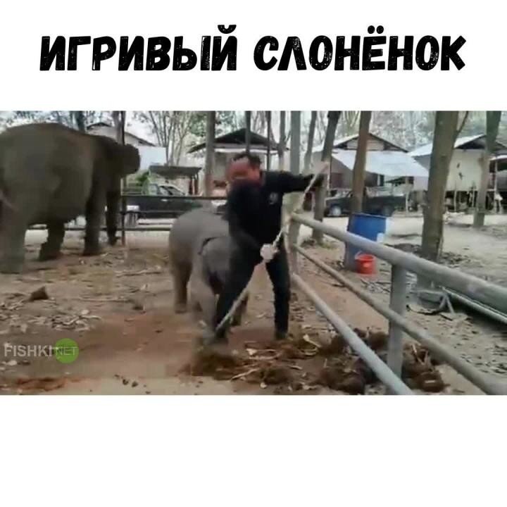 Озорной слонёнок хочет поиграть
