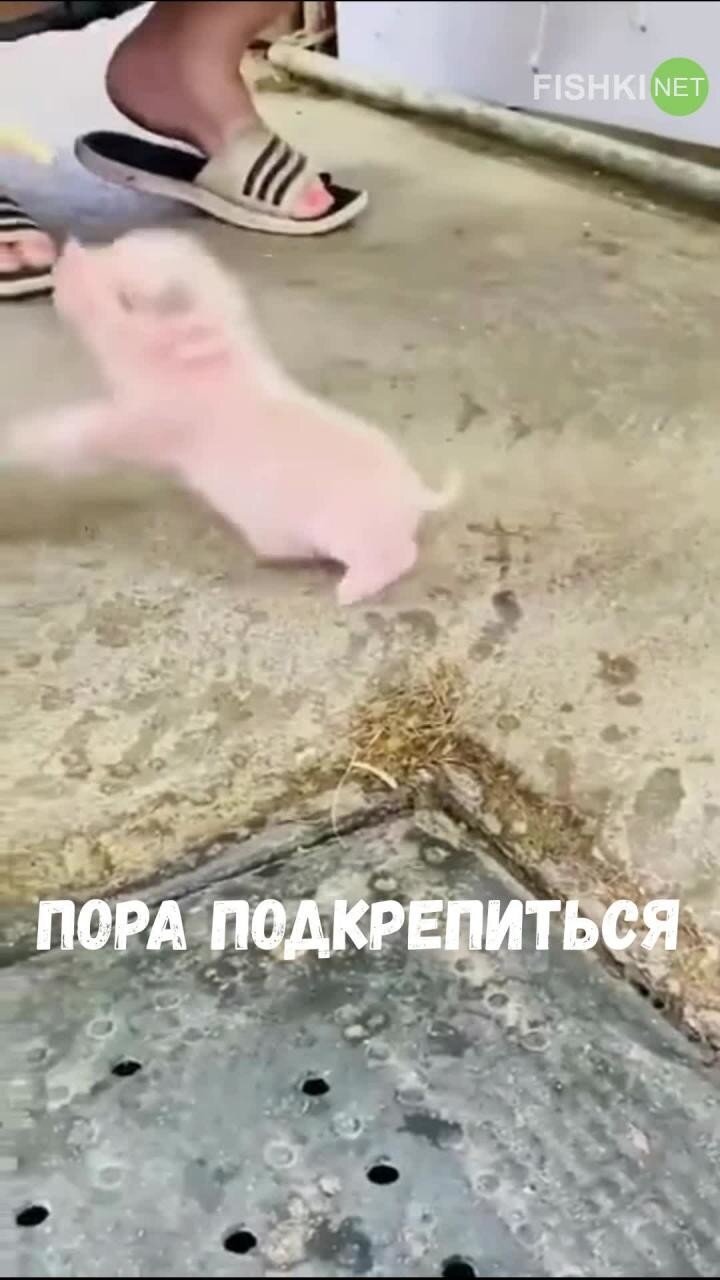 Прелестный Пятачок