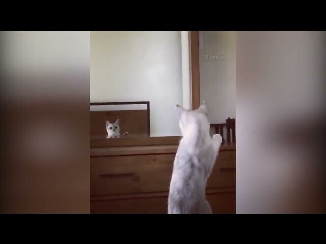 Кошка увидела свои ушки в зеркале