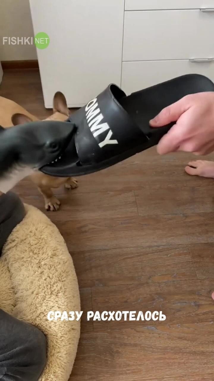 Как отучить собаку грызть обувь