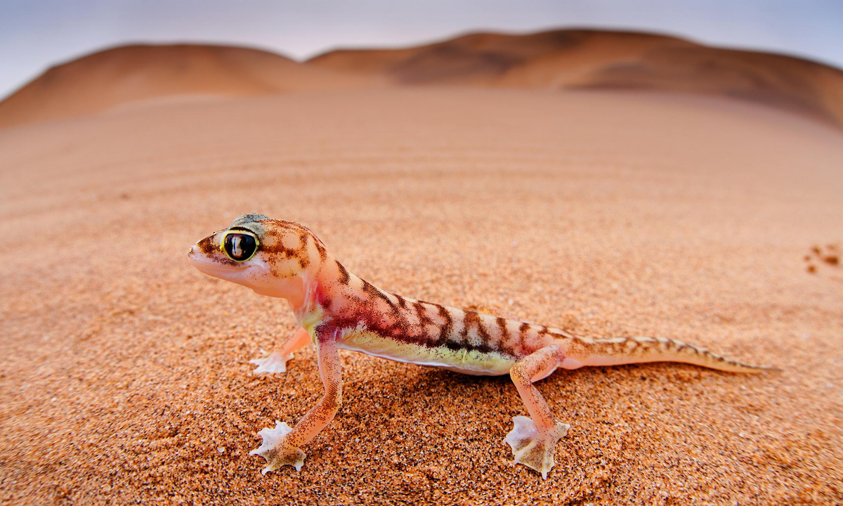 Намибийский геккон: Светится в ультрафиолете и использует перепонки для «плавания» в песках!