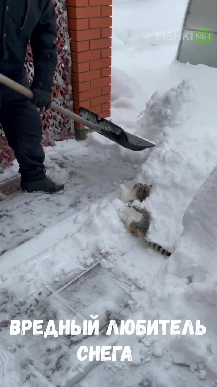 Вредный кот мешает хозяину убирать снег