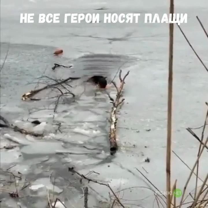 Спасения пса из ледяной воды 