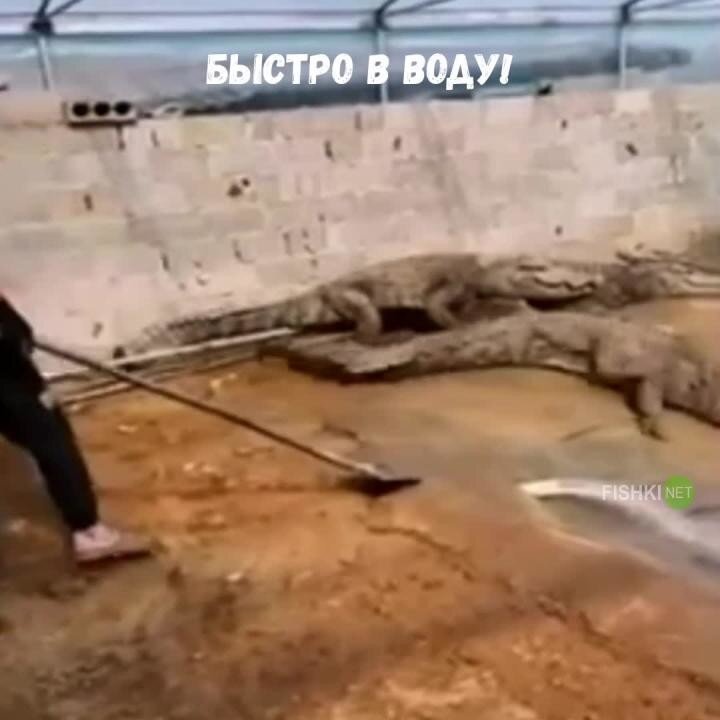 Бесстрашный работник крокодиловой фермы