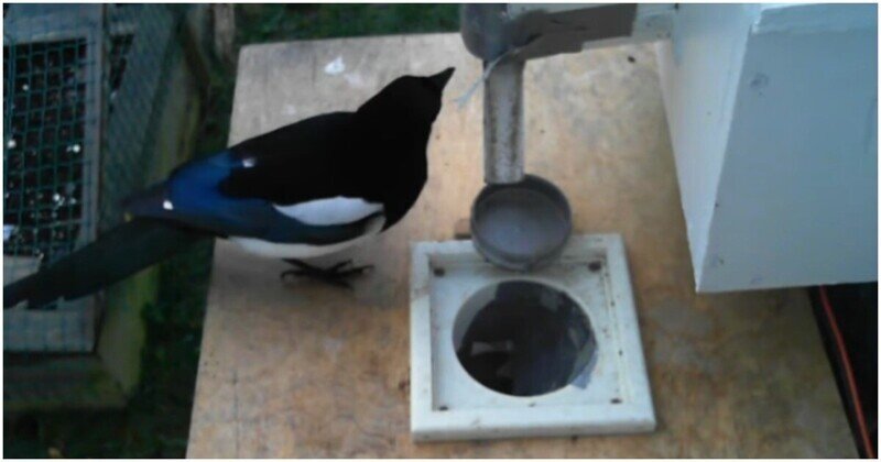 Кормушка для птиц, которая обменивает мусор на еду