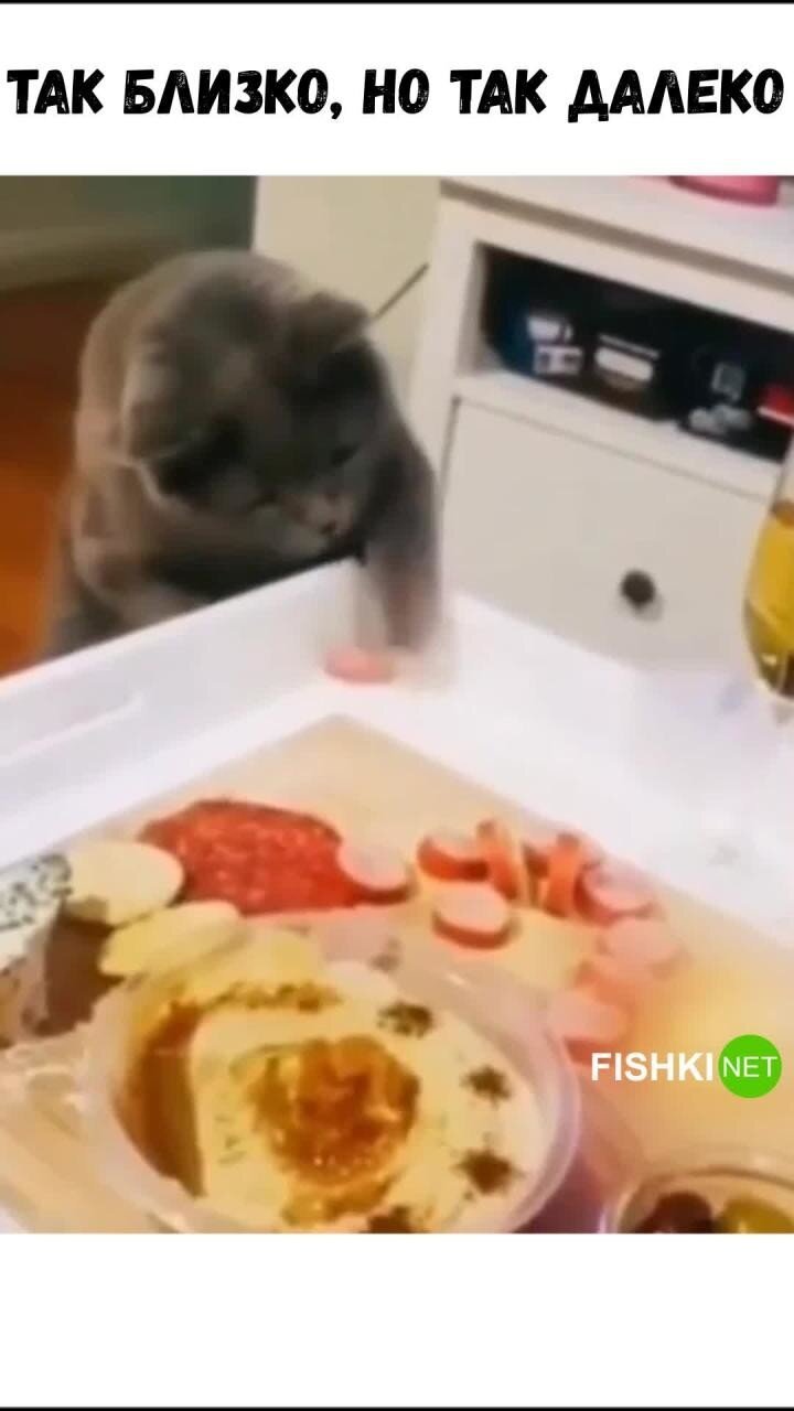 Хитрый кот пытается украсть колбасу