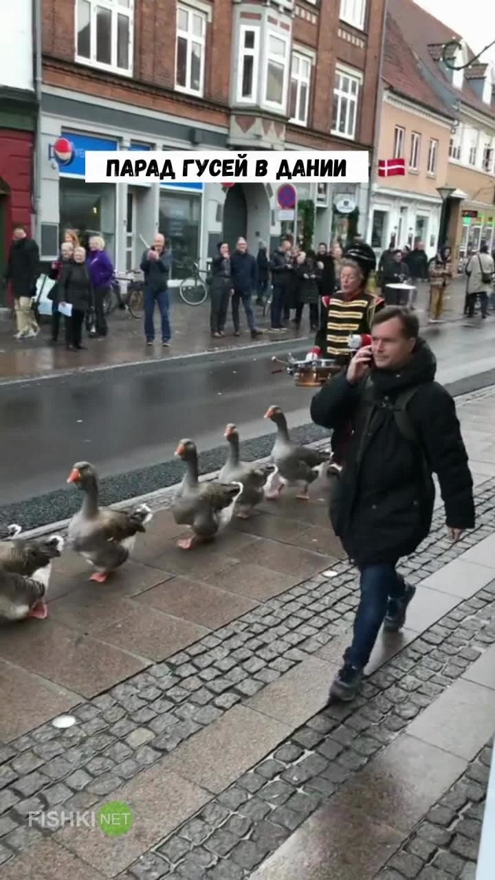 Парад гусей в Дании
