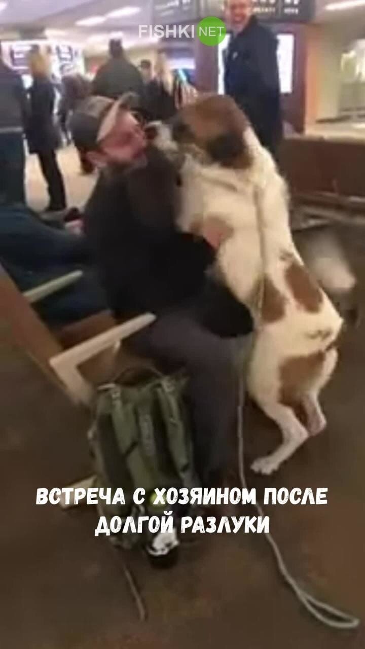 Встреча пса с хозяином после долгой разлуки