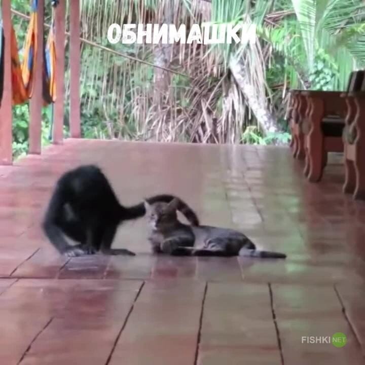 Опять ты: обезьяна помешала отдыху кота