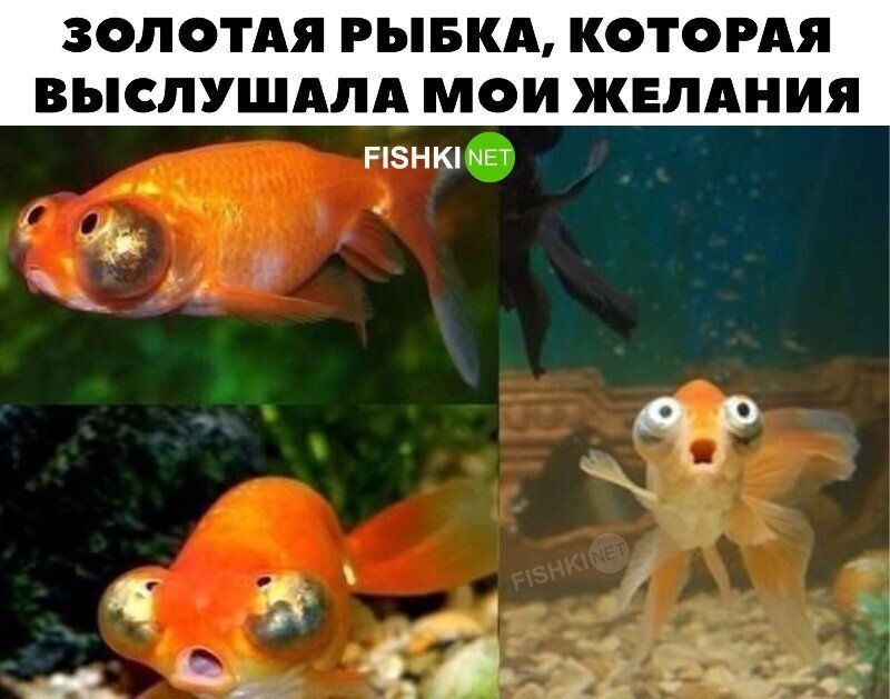 Бедная рыбка