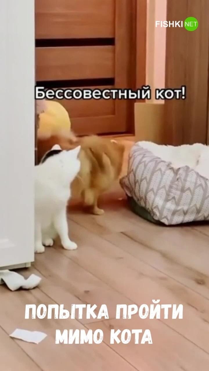 Пёс пытается пройти мимо кота