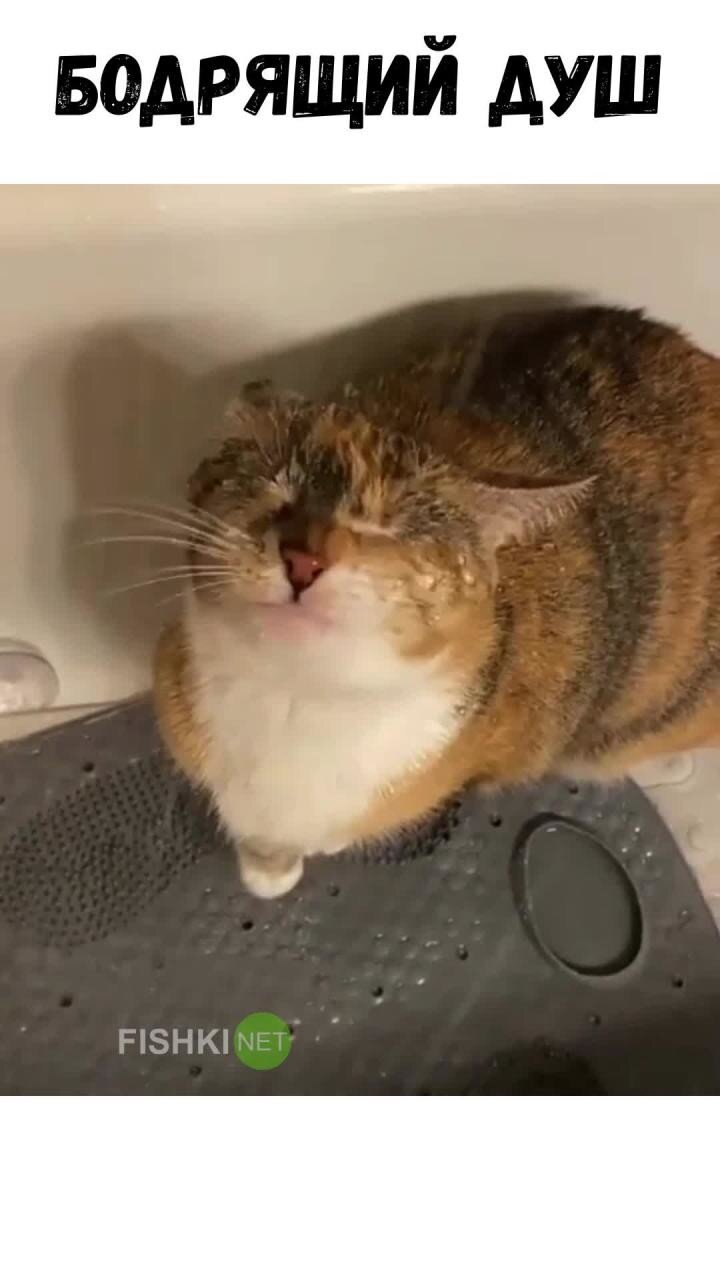 Кот принимает душ