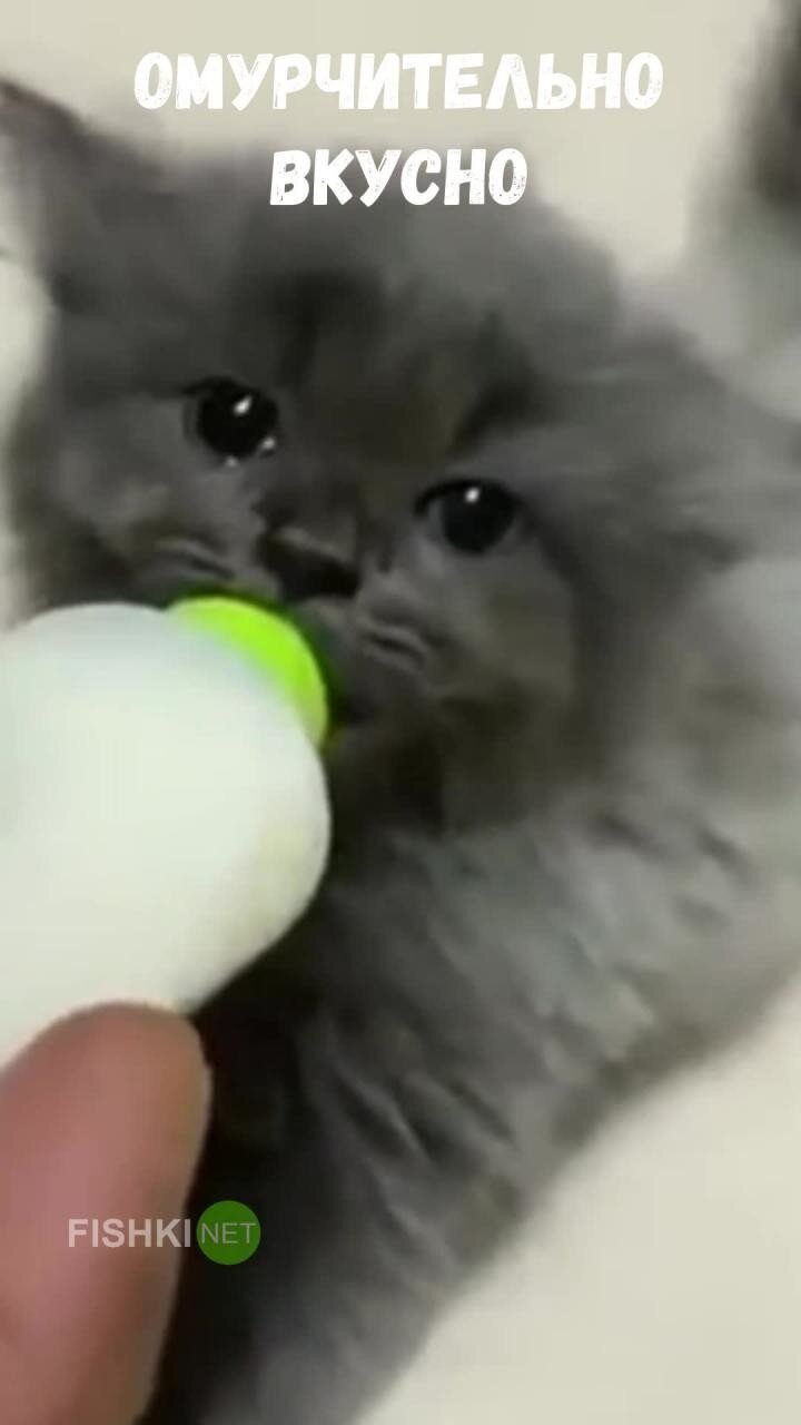 Котёнок наслаждается молоком