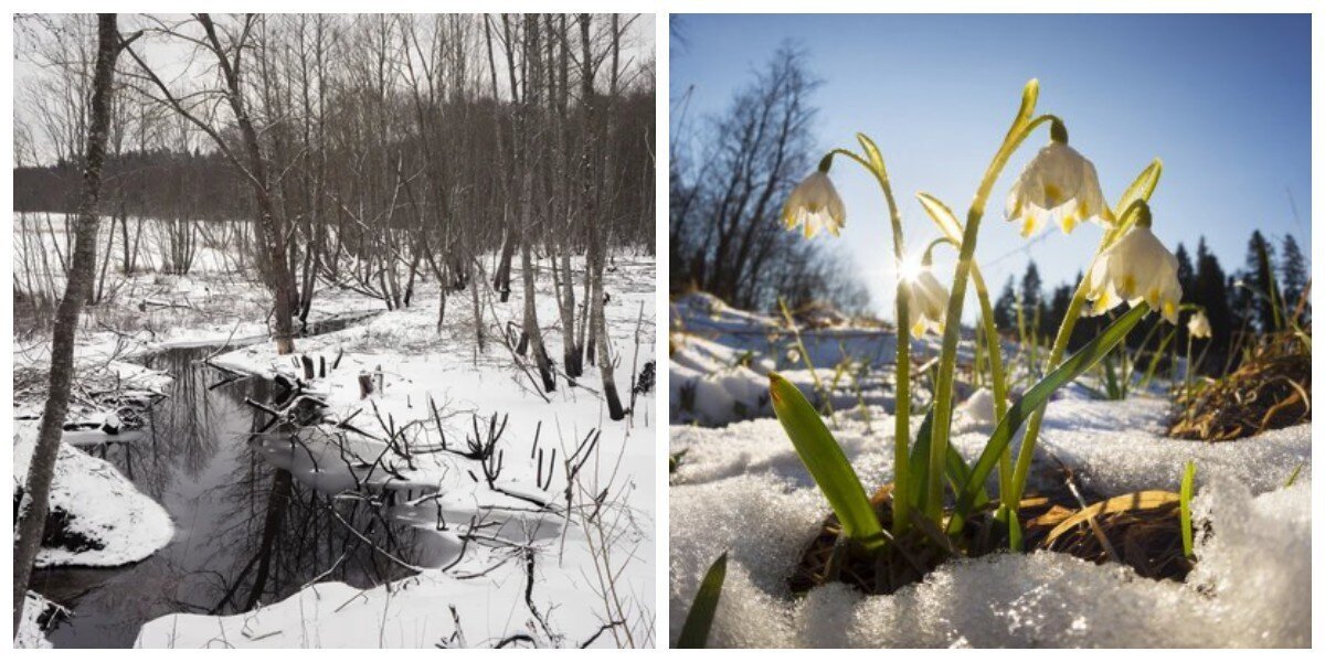 Аллергия на весну: медики предупреждают о необычной реакции организма в конце зимы