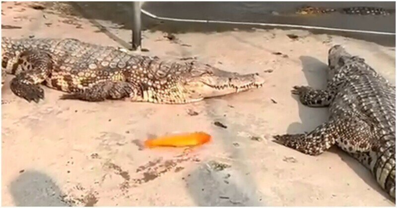 Потревоженные крокодилы помешали планам сородича