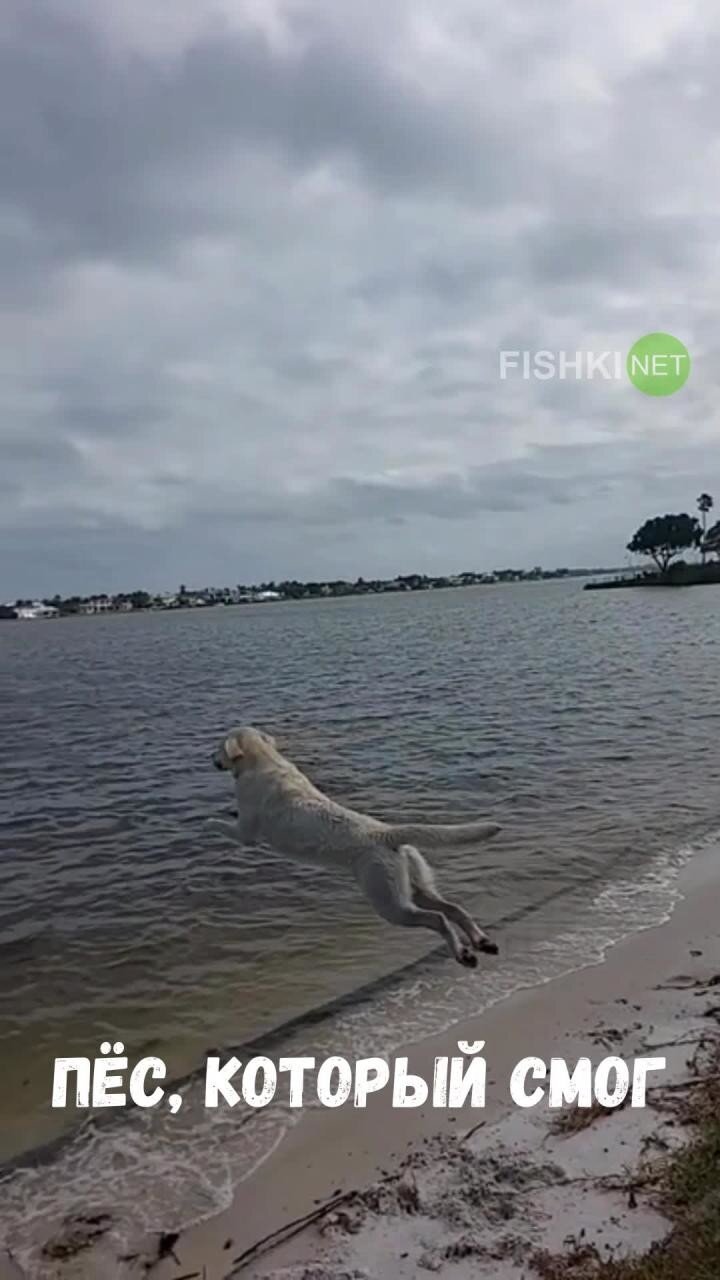 Впечатляющий прыжок пса