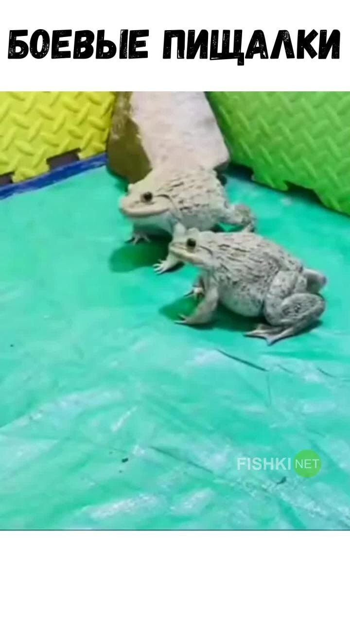 Опасные сторожевые жабы