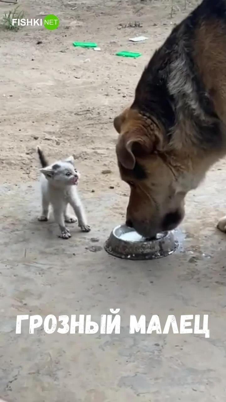 Маленький, но грозный котёнок