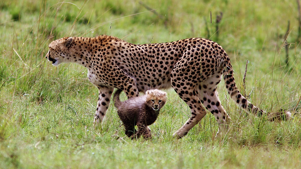 Почему детёныши гепардов специально маскируются под Медоедов?