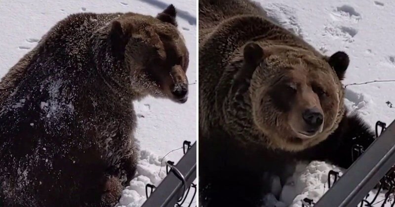 На горнолыжном курорте в Канаде запечатлели момент пробуждения гризли после зимней спячки