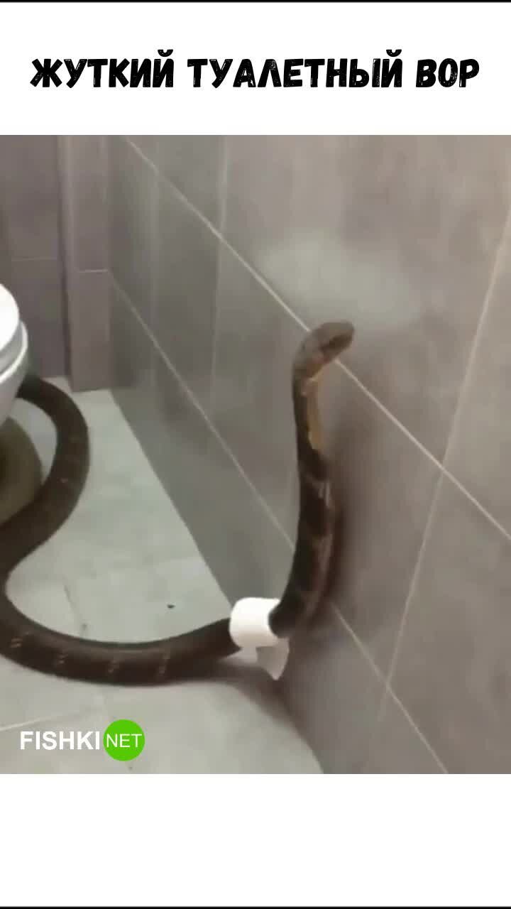 Незваный гость в туалете