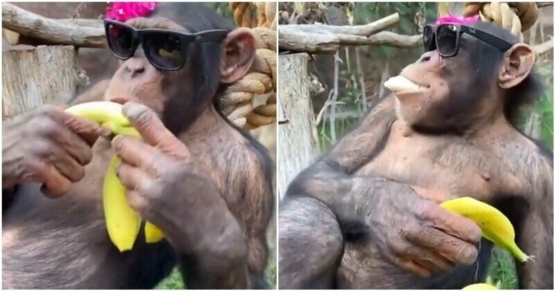 Простое обезьянье счастье